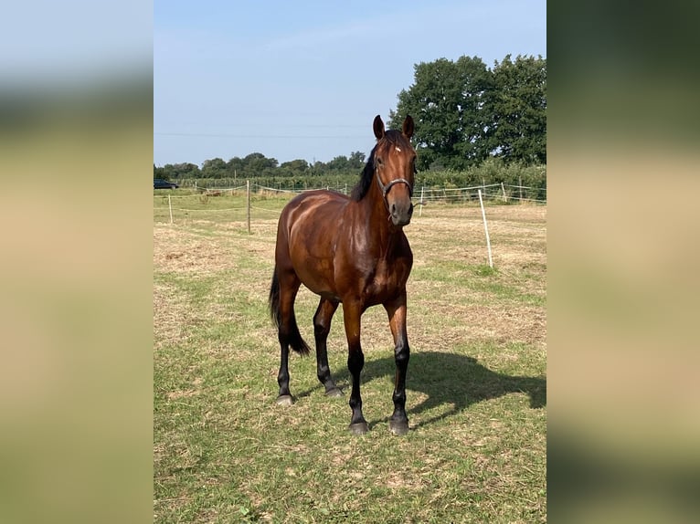 Zangersheide Merrie 8 Jaar 169 cm Bruin in Ahneby