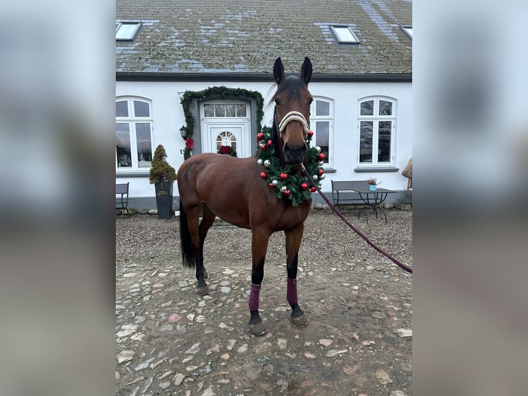 Zangersheide Merrie 8 Jaar 169 cm Bruin in Ahneby