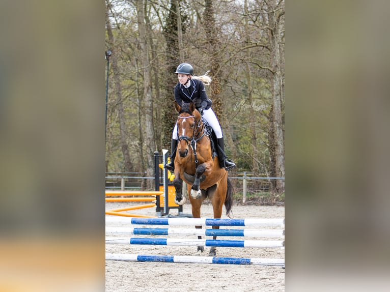 Zangersheide Merrie 8 Jaar 169 cm Bruin in Aalsmeer
