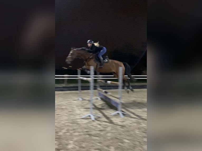 Zangersheide Merrie 8 Jaar 169 cm Bruin in Aalsmeer