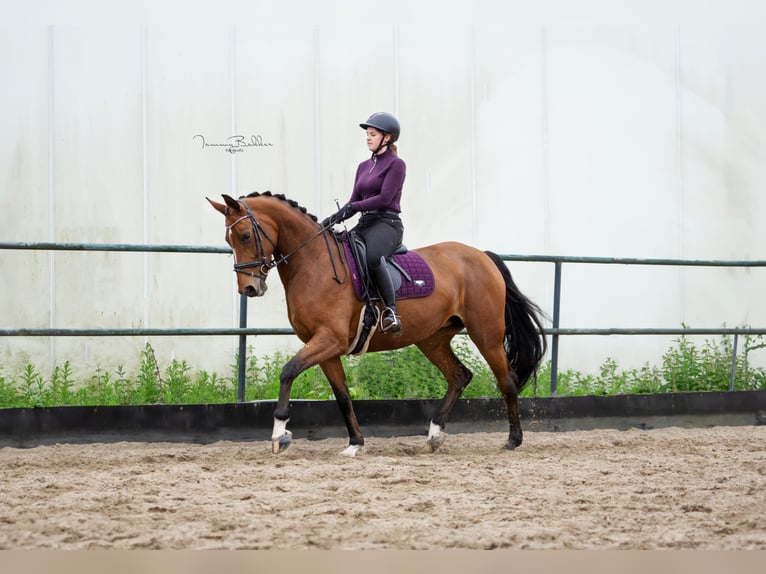 Zangersheide Merrie 8 Jaar 169 cm Bruin in Aalsmeer