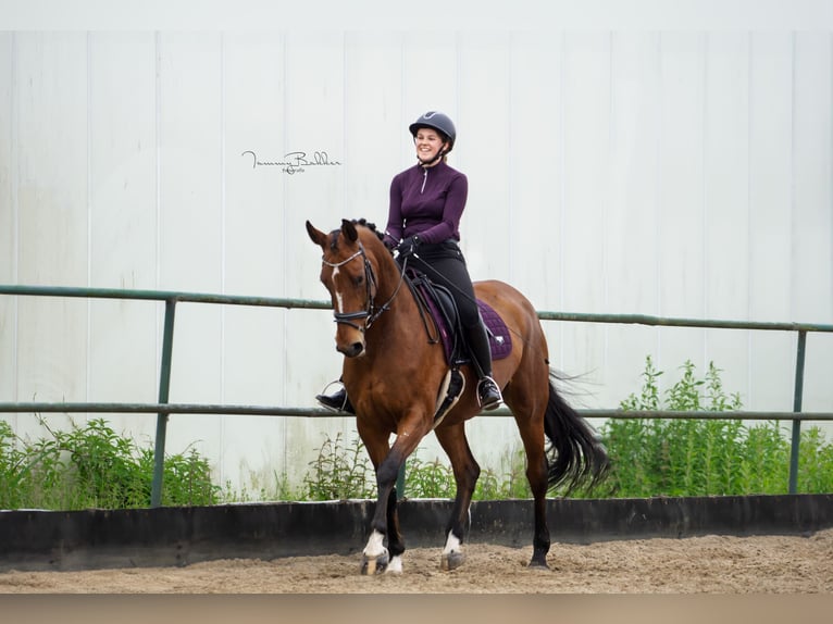 Zangersheide Merrie 8 Jaar 169 cm Bruin in Aalsmeer