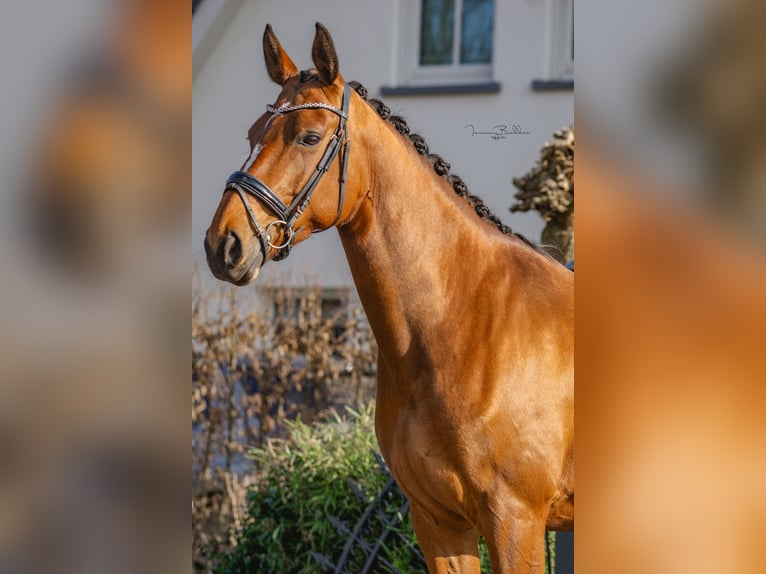 Zangersheide Merrie 8 Jaar 169 cm Bruin in Aalsmeer