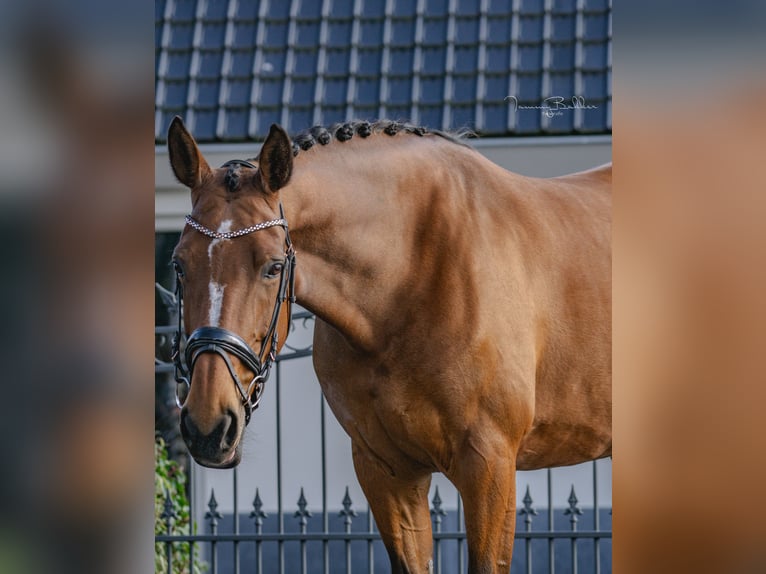 Zangersheide Merrie 8 Jaar 169 cm Bruin in Aalsmeer