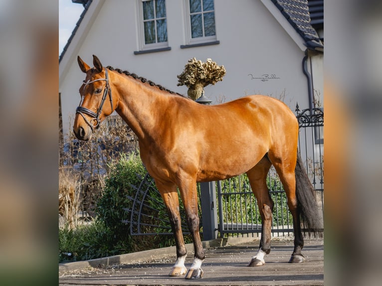 Zangersheide Merrie 8 Jaar 169 cm Bruin in Aalsmeer