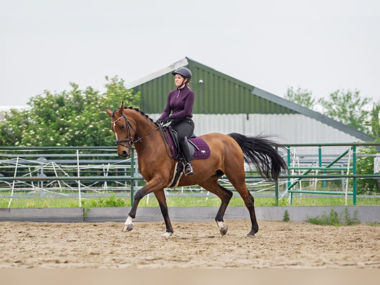 Zangersheide Merrie 8 Jaar 169 cm Bruin in Aalsmeer