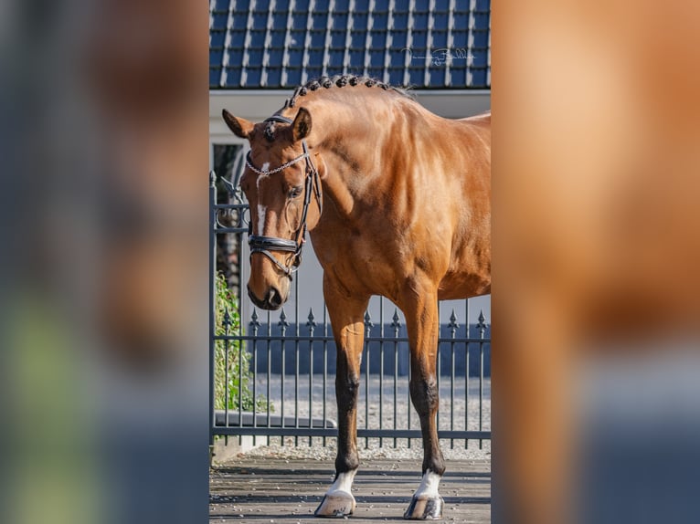 Zangersheide Merrie 8 Jaar 169 cm Bruin in Aalsmeer