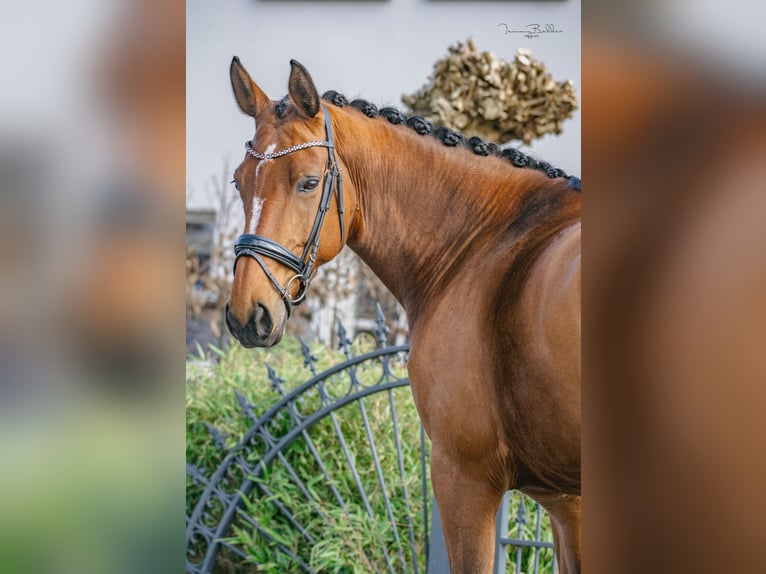 Zangersheide Merrie 8 Jaar 169 cm Bruin in Aalsmeer