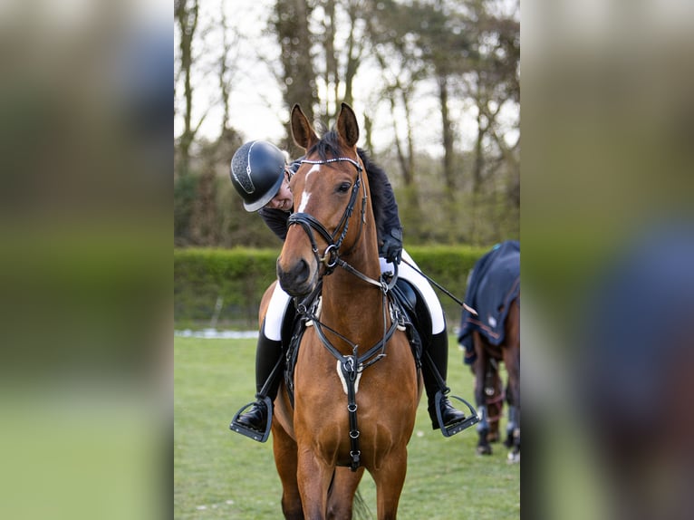 Zangersheide Merrie 8 Jaar 169 cm Bruin in Aalsmeer