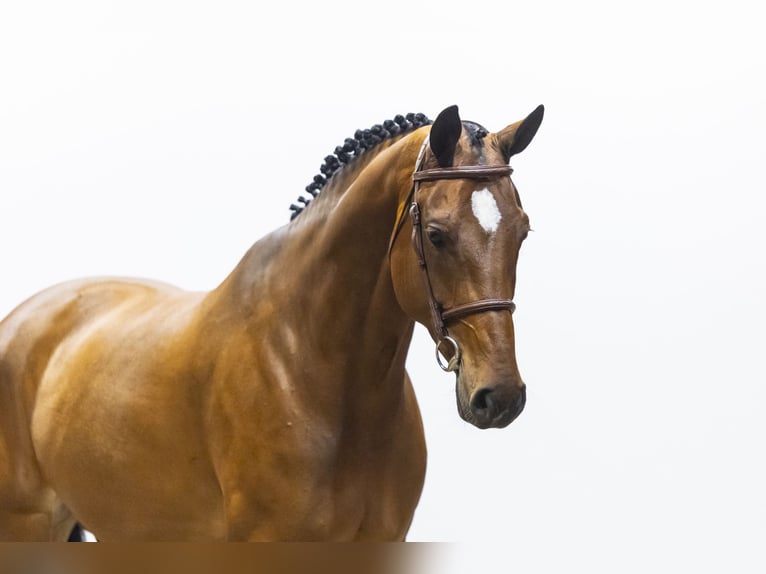 Zangersheide Merrie 8 Jaar 169 cm  in Waddinxveen