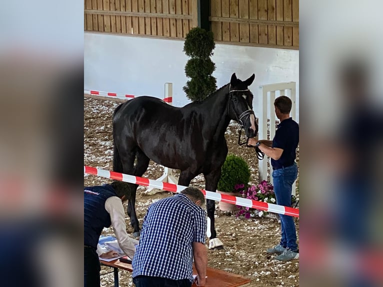 Zangersheide Merrie 8 Jaar 169 cm Zwart in Unterneukirchen