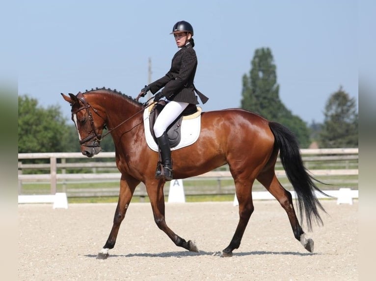 Zangersheide Merrie 8 Jaar 170 cm Bruin in Rambouillet