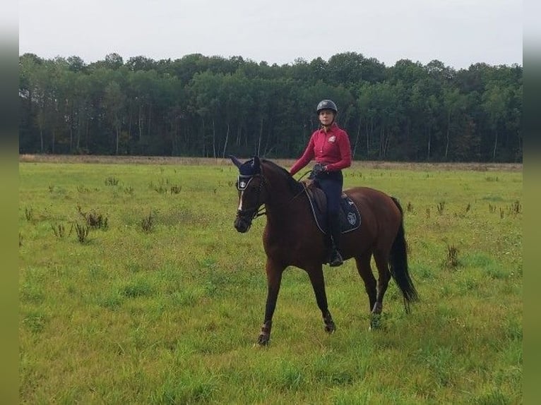 Zangersheide Merrie 8 Jaar 170 cm Bruin in Rambouillet