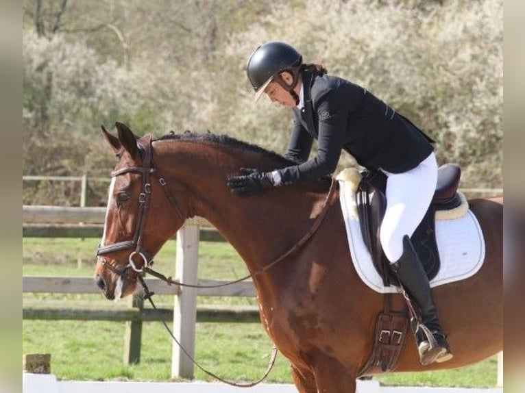 Zangersheide Merrie 8 Jaar 170 cm in Rambouillet