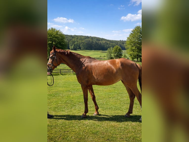 Zangersheide Merrie 8 Jaar 170 cm Vos in Heilbronn