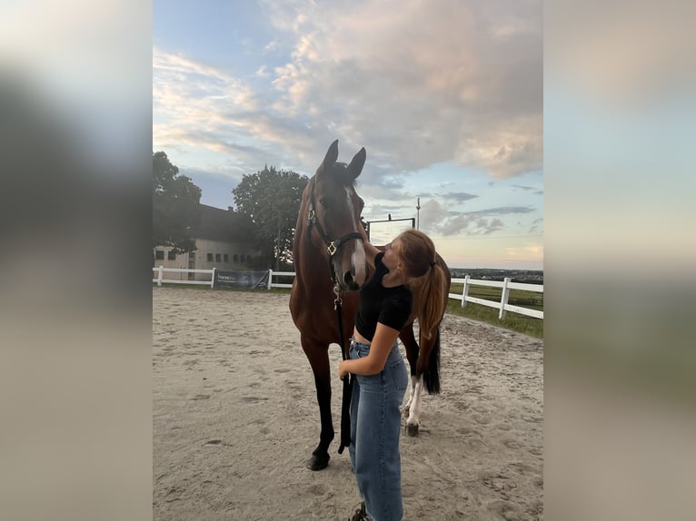 Zangersheide Merrie 8 Jaar 171 cm Roodbruin in Prudnik