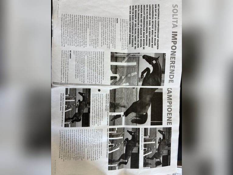 Zangersheide Merrie 8 Jaar 172 cm Bruin in Delbr&#xFC;ck