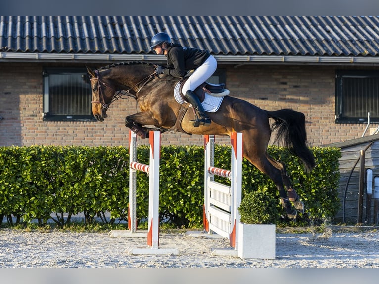 Zangersheide Merrie 8 Jaar 173 cm  in Waddinxveen