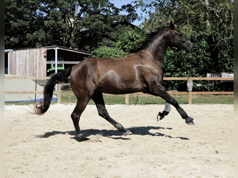 Zangersheide Merrie 8 Jaar 173 cm Zwart in Ile et Vilaine