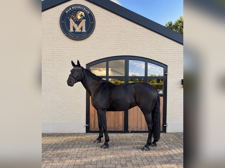 Zangersheide Merrie 8 Jaar 173 cm Zwart in Nettetal