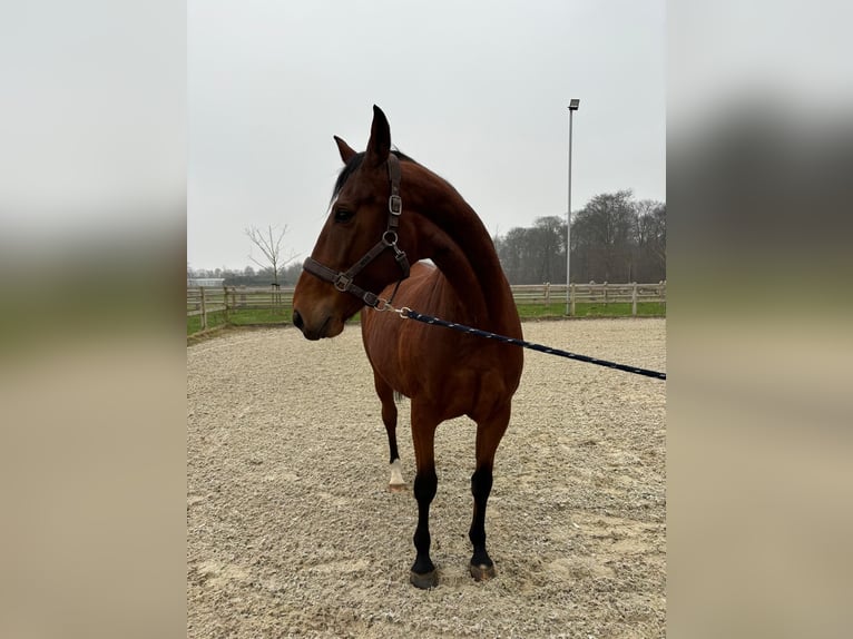 Zangersheide Merrie 8 Jaar 174 cm Bruin in Kleve