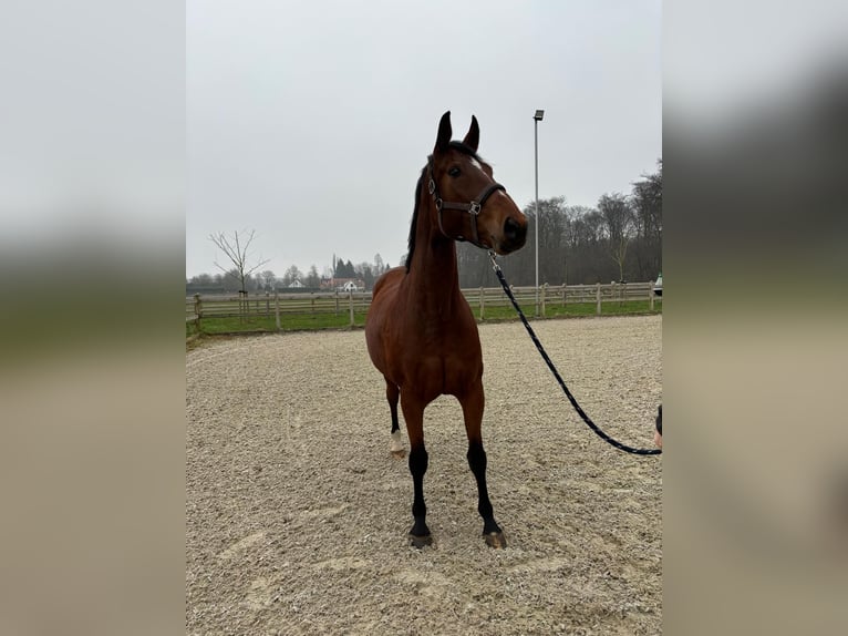 Zangersheide Merrie 8 Jaar 174 cm Bruin in Kleve