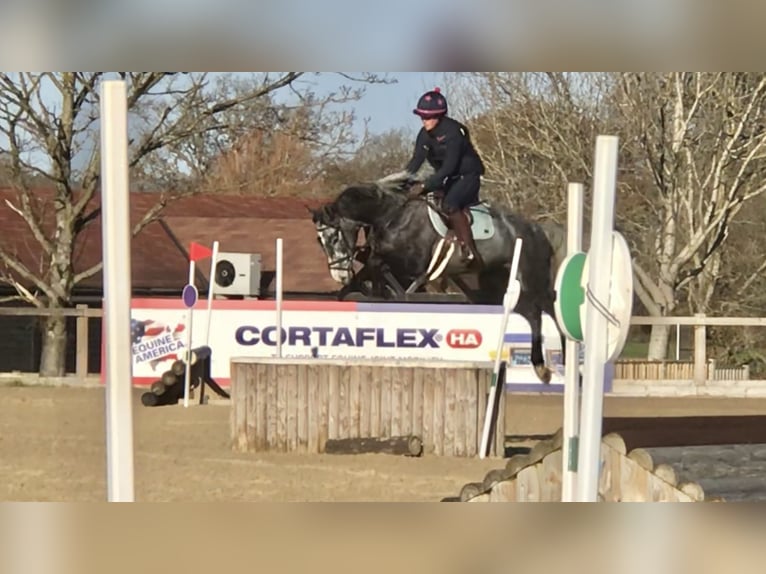 Zangersheide Merrie 8 Jaar in Kent