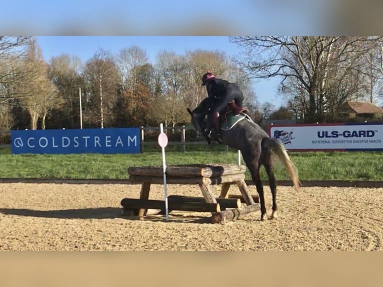 Zangersheide Merrie 8 Jaar Schimmel in Kent