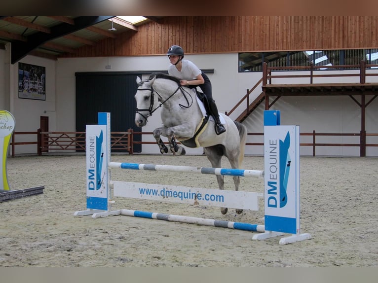 Zangersheide Merrie 8 Jaar Schimmel in Ichtegem