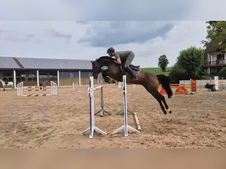 Zangersheide Merrie 9 Jaar 158 cm Zwartbruin in Jettingen-Scheppach