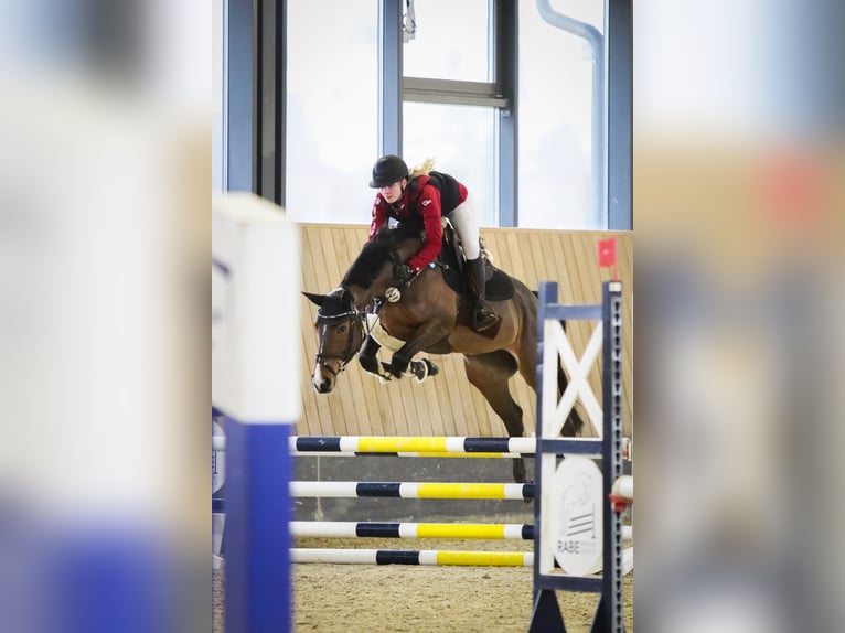 Zangersheide Merrie 9 Jaar 162 cm Bruin in Mohlsdorf