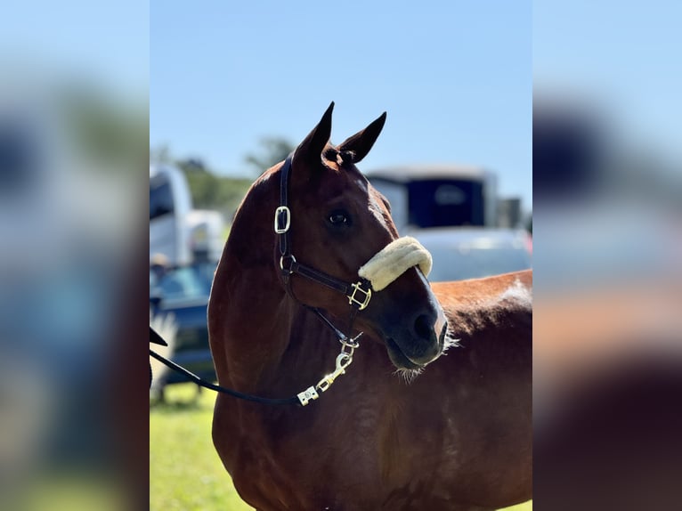 Zangersheide Merrie 9 Jaar 162 cm Bruin in Mohlsdorf