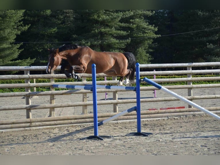 Zangersheide Merrie 9 Jaar 162 cm Bruin in Landerneau