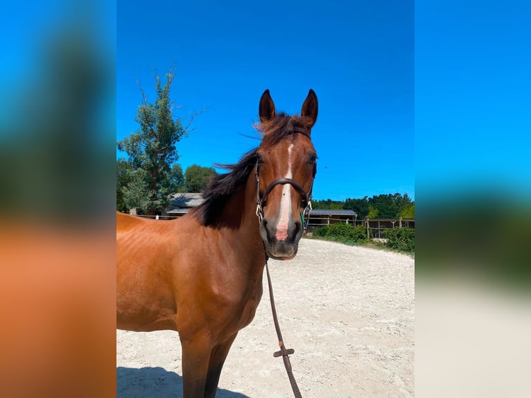 Zangersheide Merrie 9 Jaar 162 cm Bruin in Landerneau
