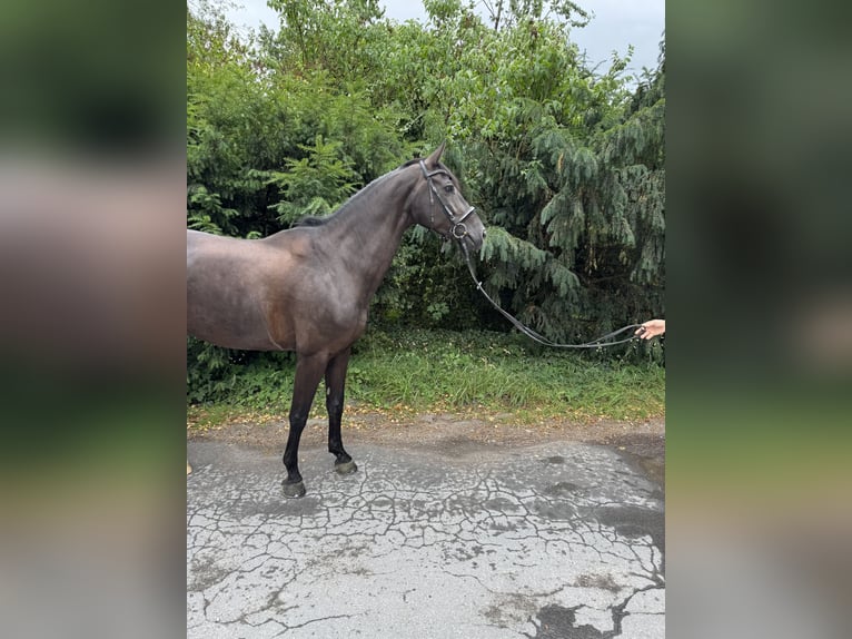 Zangersheide Merrie 9 Jaar 162 cm Zwart in Arnsberg