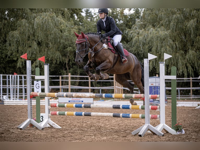 Zangersheide Merrie 9 Jaar 165 cm Zwart in Rutesheim
