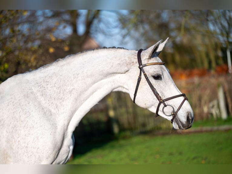 Zangersheide Merrie 9 Jaar 166 cm Schimmel in GROTE-BROGEL