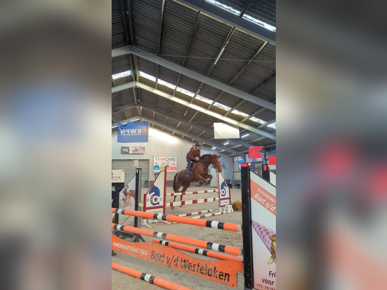 Zangersheide Merrie 9 Jaar 166 cm Vos in Wijk en Aalburg