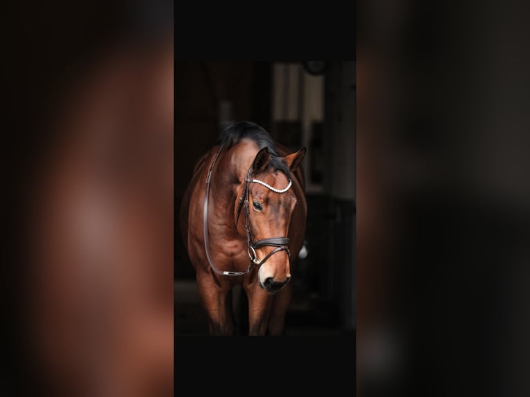 Zangersheide Merrie 9 Jaar 167 cm Bruin in Schlins