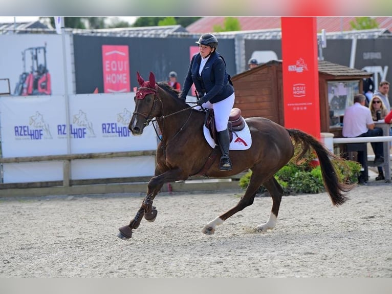 Zangersheide Merrie 9 Jaar 167 cm Donkere-vos in Sprimpont