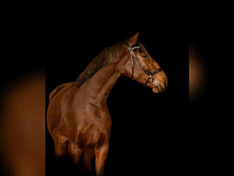 Zangersheide Merrie 9 Jaar 167 cm Roodbruin in Bettange-sur-mess dippach