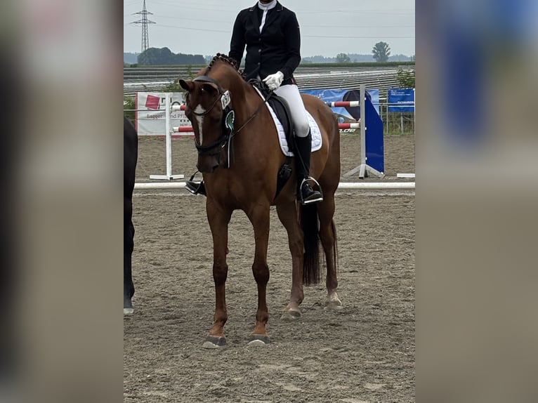 Zangersheide Merrie 9 Jaar 168 cm Donkere-vos in Bad Wurzach
