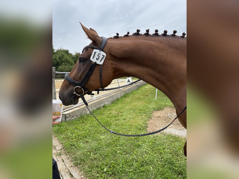Zangersheide Merrie 9 Jaar 168 cm Donkere-vos in Bad Wurzach