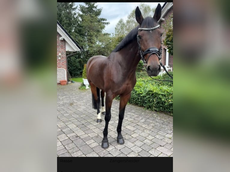 Zangersheide Merrie 9 Jaar 169 cm Donkerbruin in Geisenheim