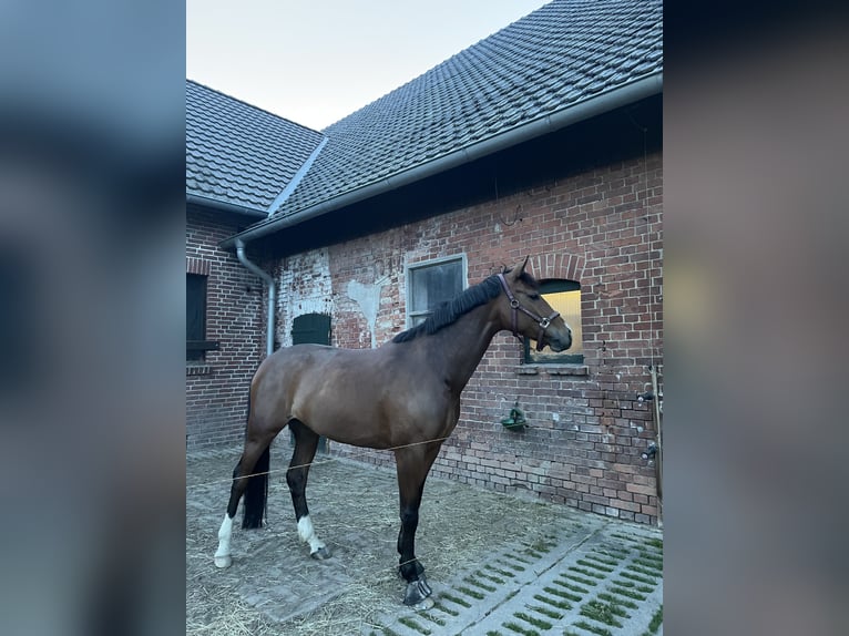 Zangersheide Merrie 9 Jaar 170 cm Bruin in Minden