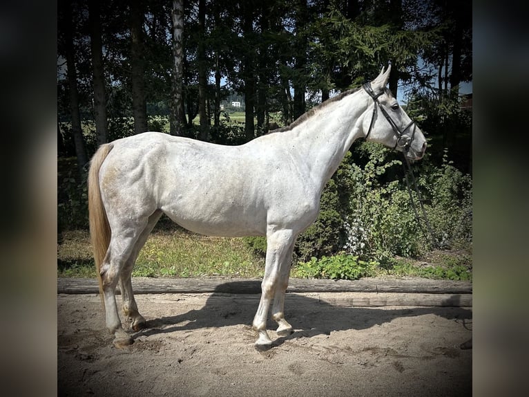 Zangersheide Merrie 9 Jaar 170 cm Schimmel in Pelmberg