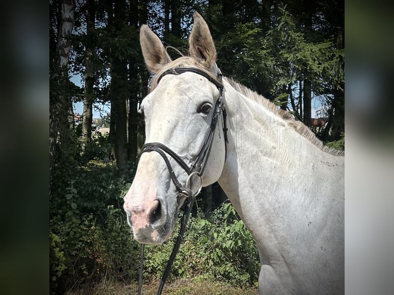 Zangersheide Merrie 9 Jaar 170 cm Schimmel in Pelmberg