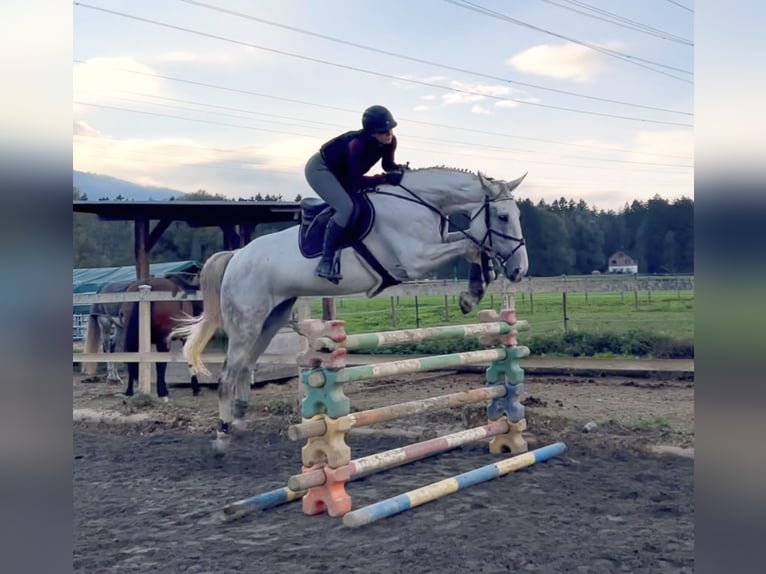 Zangersheide Merrie 9 Jaar 170 cm Schimmel in Schlins