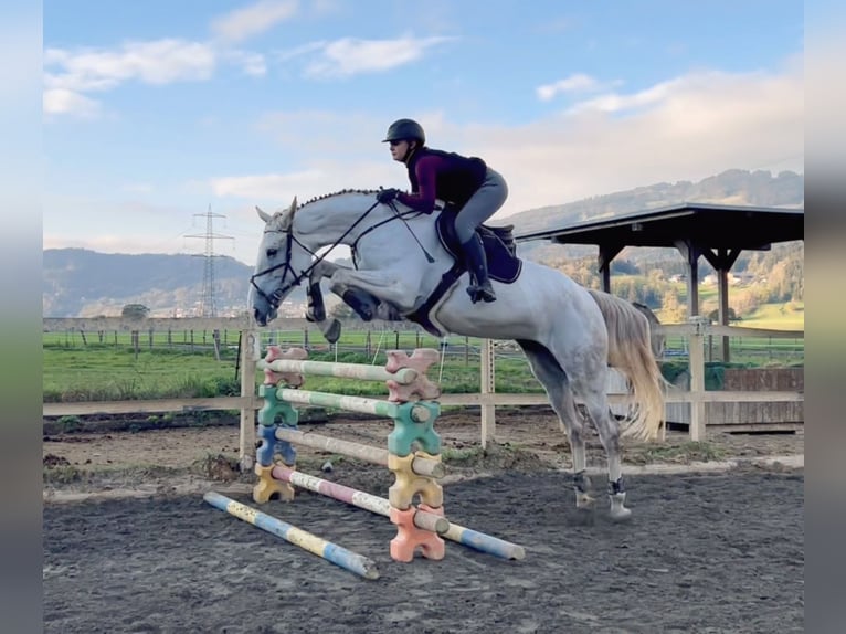 Zangersheide Merrie 9 Jaar 170 cm Schimmel in Schlins