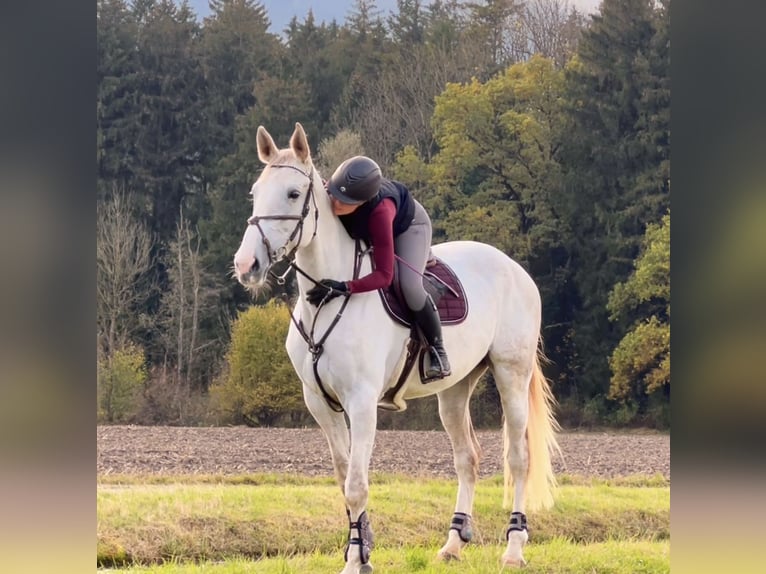 Zangersheide Merrie 9 Jaar 170 cm Schimmel in Schlins